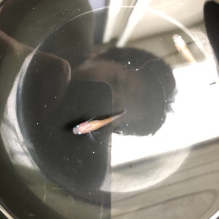 更紗メダカの卵