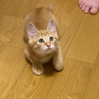 推定1ヶ月半 茶トラの仔猫　　★問い合わせ一時停止