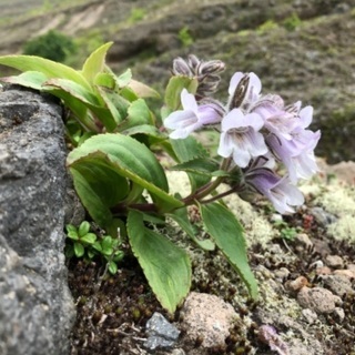 一緒に山に登りませんか？