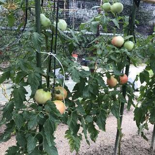 無農薬、トマト②