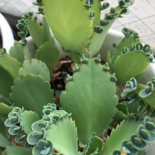 ①子宝草🌱の画像