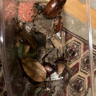 カブトムシ　オスの画像