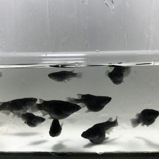 【お話中】オロチ ダルマ 現物出品 10匹 の画像