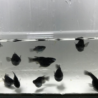 【お話中】オロチ ダルマ 現物出品 10匹 の画像
