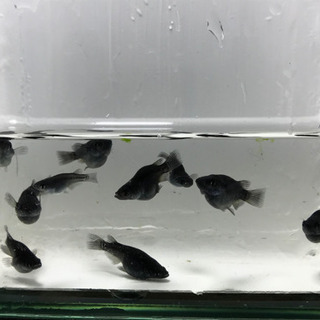 【お話中】オロチ ダルマ 現物出品 10匹 の画像
