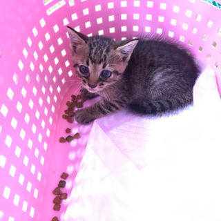 生後1ヶ月ちょい💕ロシブルMIX トライアル中です