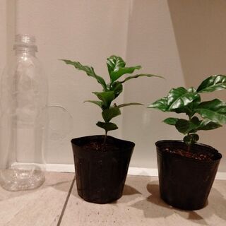 コーヒーの木(ブルーマウンテン)の画像