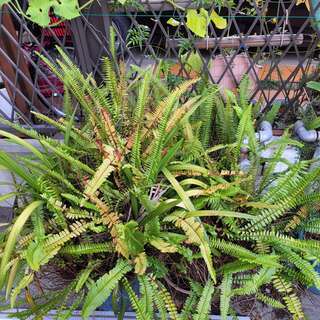 観葉植物　2鉢　園芸の画像