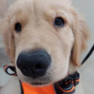 ゴールデンレトリバー子犬牝