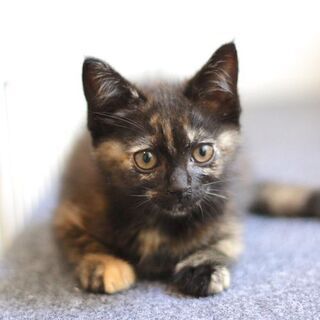 【譲渡会参加】撫でるとゴロゴロ、元気いっぱいの目黒ちゃん