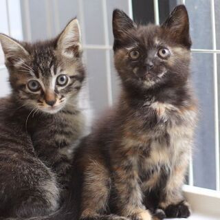 【譲渡会参加】撫でるとゴロゴロ、元気いっぱいの目黒ちゃん - 猫
