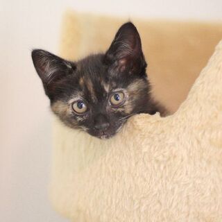 【譲渡会参加】撫でるとゴロゴロ、元気いっぱいの目黒ちゃん − 東京都