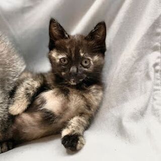 【譲渡会参加】撫でるとゴロゴロ、元気いっぱいの目黒ちゃん - 里親募集