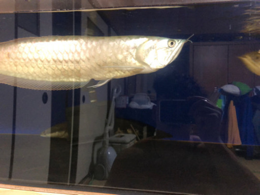 シルバーアロワナ2匹とロイヤルトーマンのセット　引き取り限定