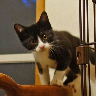 ハチワレの可愛いオス子猫♪推定5月上旬生まれ