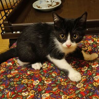 ハチワレの可愛いオス子猫♪推定5月上旬生まれ - 袋井市