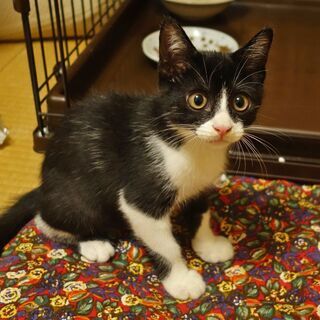 ハチワレの可愛いオス子猫♪推定5月上旬生まれ - 猫