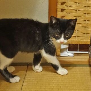 ハチワレの可愛いオス子猫♪推定5月上旬生まれ − 静岡県