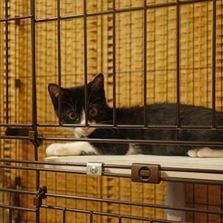 ハチワレの可愛いオス子猫♪推定5月上旬生まれ - 里親募集