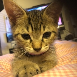 可愛い生まれて3ヶ月の男の子猫ちゃん