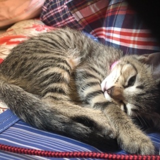 可愛い生まれて3ヶ月の男の子猫ちゃん - 高崎市