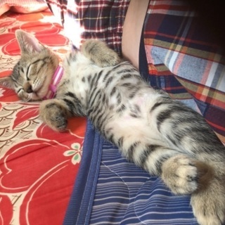 可愛い生まれて3ヶ月の男の子猫ちゃん - 猫