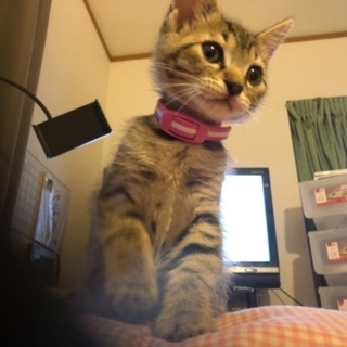 可愛い生まれて3ヶ月の男の子猫ちゃん − 群馬県