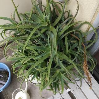 キダチアロエ　増えすぎたのでもらってください