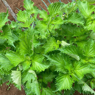 朝穫れ　夏野菜旬セット