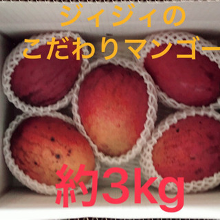 ★ジィジィのこだわりマンゴー 約3kg★