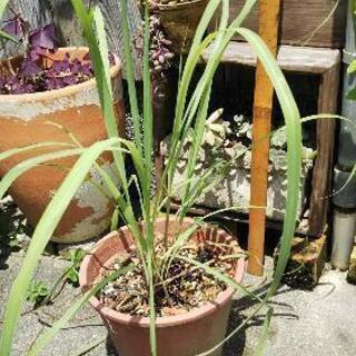 レモングラス苗   無料  決まりました。