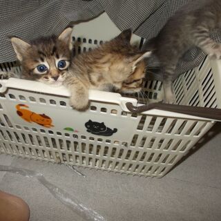 生まれたばかりの3匹の兄弟猫です