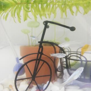 夏休み自由研究「めだか壁新聞」作りませんか、随時募集します(^^♪の画像