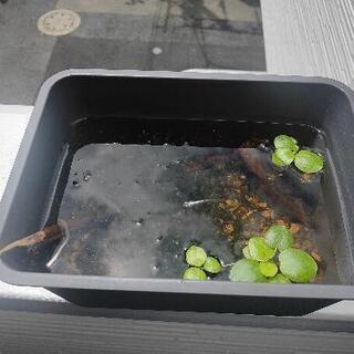 水槽 セット めだか 流木 みゆきメダカ サファイアなど