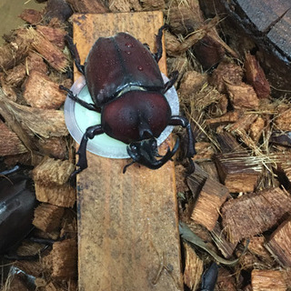 7/27自然採取カブトムシペア　ノコギリクワガタメス等の画像