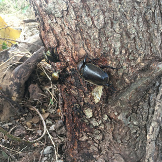 7/27自然採取カブトムシペア　ノコギリクワガタメス等の画像