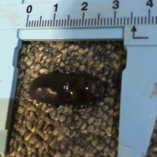 7/27自然採取カブトムシペア　ノコギリクワガタメス等の画像