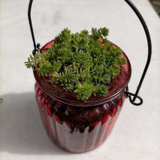 お値下げ♪多肉植物③