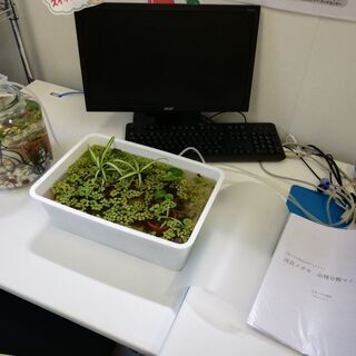 夏休み自由研究「めだか壁新聞」作りませんか、随時募集します(^^♪