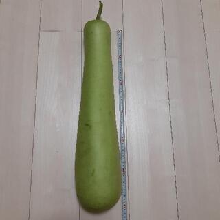 ウリ 科  ユウガオ 夕顔 瓜 冬瓜