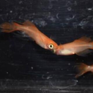 不死鳥風雅2ペア　砂里トリオ　星河リアルロングフィン2ペア　サフ...