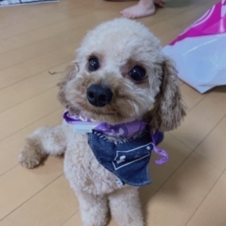 トイプードル ♂
