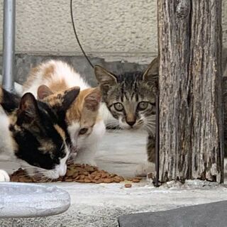仔猫の仲良し兄妹とママ猫の里親さん募集中です✨