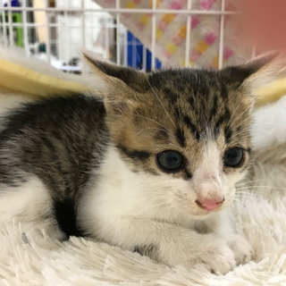 生後1ヶ月ちょい❣️トライアル中です