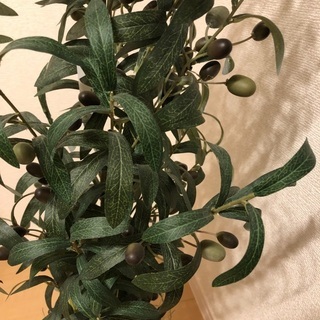 フェイク　観葉植物の画像