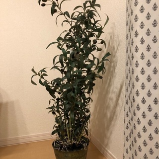 フェイク　観葉植物の画像