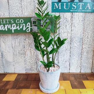 【観葉植物】ザミオクルカス　　受皿付
