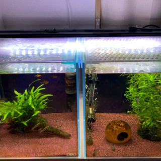 熱帯魚 用品 販売 ADA30cmキューブ水槽セット アピストグラマ