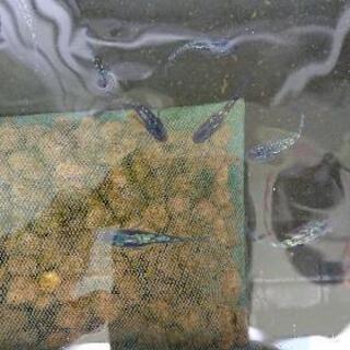 めだ活仲間募集😉