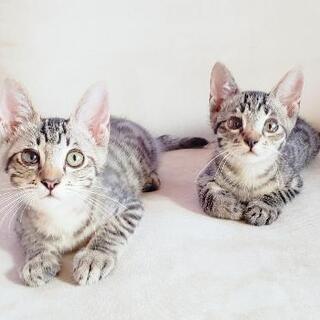 3ヶ月くらいの可愛いキジトラ兄弟(*^^*)